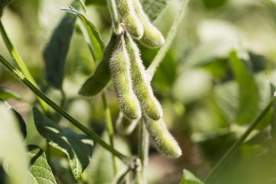 Soybeans form the basis of a new feed protein ingredient © GettyImages/Joao Bento da Silva