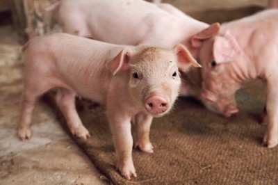 ASF set to undermine recovery in Vietnamese pig sector 