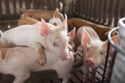 Young pigs may see growth, weight boost from enzyme blend. © GettyImages/Patarapong