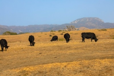 Cattle herd grazing on a pasture on the hills of kern county, Bakersfield, Califonia USA © GettyImages/ Eisenlohr