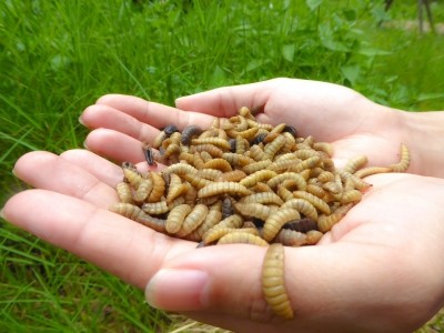 Black Soldier Fly larvae © Nutrition Technologies 