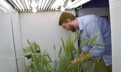 ARS plant physiologist William Hay examines wheat plants exposed to elevated CO2 levels in growth chamber experiments. © ARS