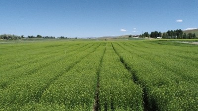 Camelina containing the omega-3 EPA trait growing at acre scale in spring 2023. Credit: Yield10 Bioscience