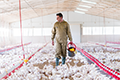 7 common questions about antibiotic use and poultry production