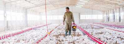 7 common questions about antibiotic use and poultry production