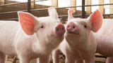 How to raise healthy piglets without zinc oxide