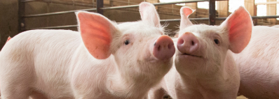 How to raise healthy piglets without zinc oxide