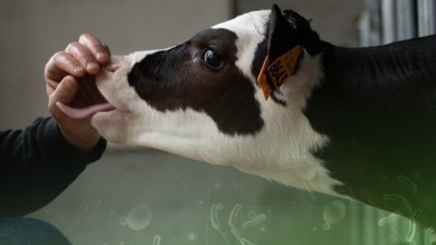 Supporting lower gut health in calves with probiotics and postbiotics 