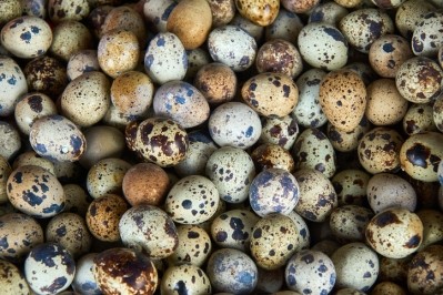 Quail egg production may benefit from feed additive use. © GettyImages/Eike Leppert