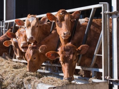Feed additives could play a role in lowering methane emissions from grain-fed dairy cows. © GettyImages/sponner