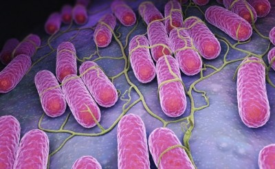 Culture of Salmonella bacteria © GettyImages/iLexx