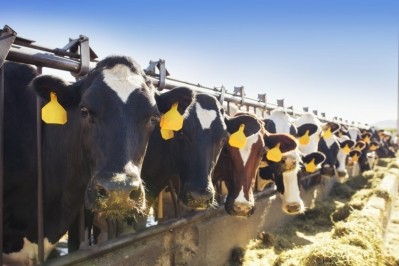 The agriculture sector is responsible for nearly 40% of methane emissions caused by humans globally, with dairy responsible for nearly 10% of global methane emissions. Image: Getty/ktmoffitt