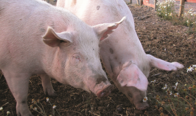 PIg production costs rose in 2021, with the UK seeing higher increases than the rest of Europe