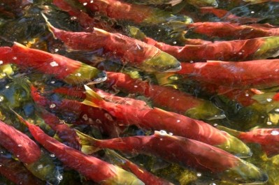 A long term study on sockeye salmon has given fisheries researcher Ray Hilborn, PhD, a ring side to the effects of climate change. ©Getty Images - Birdimageso