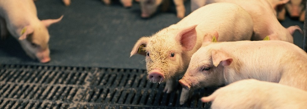 Multi-enzyme blend to improve piglet nutrition and reduce feed costs 