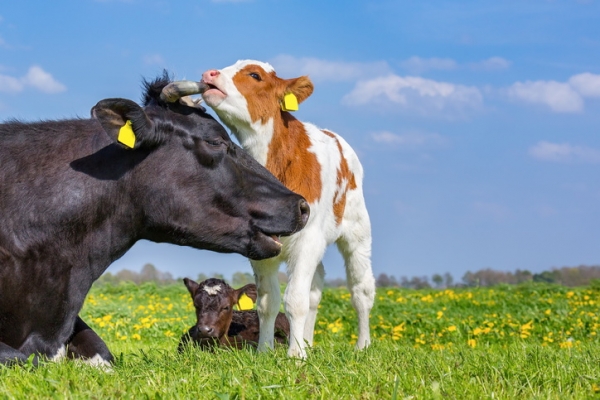 GettyImages-Ben-Schonewille cattle cows