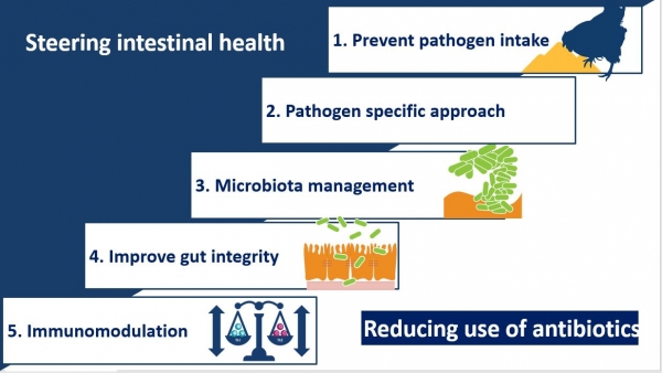 Trouw Nutrition approach to reducing use of antibiotics in poultry production