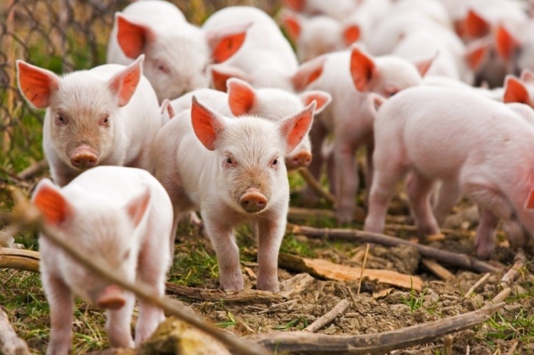 Suomen Rehu builds scientific support for Progut’s immune boosting potential for piglets