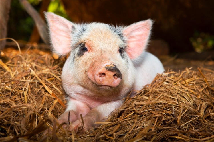 New piglet feed generated by ForFarmers and Trouw Nutrition tie-up