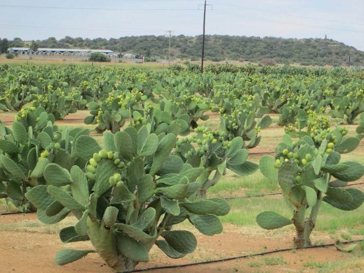 Prickly potential: cactus as grain alternative for dry climates