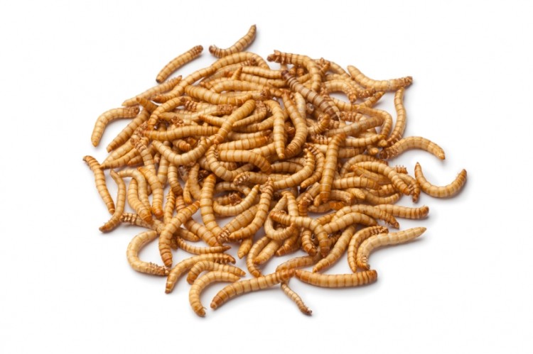 EFSA insect protein safety assessment imminent