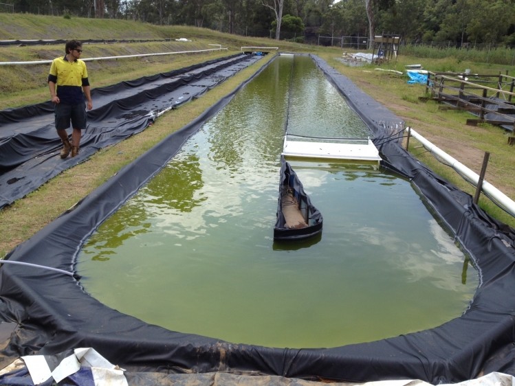 On farm algae production © University of Queensland 