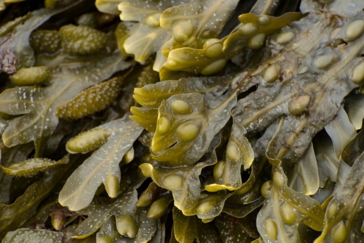 Seaweed feed firm generates €1.4m in funds to hike capacity