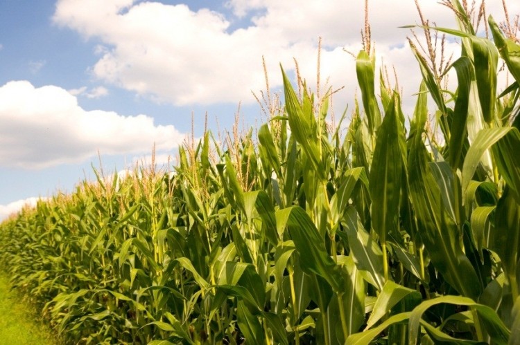 Syngenta lawsuit sees bellwether contention © istock.com