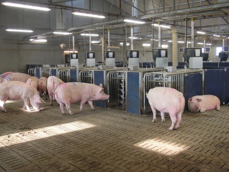 New pig breeding facility looks to source local feed, answer residents' questions © iStock.com