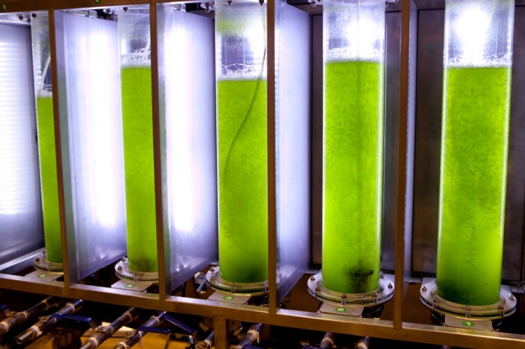 © iStock.com algae offers fish oil-free DHA option