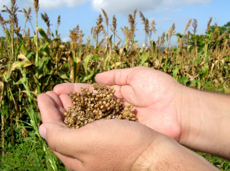 Sorghum height research may offer wider implications © istock.com/melcowell