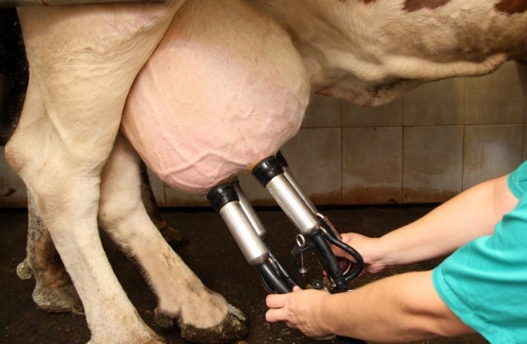 Calves managed aggressively for growth will produce more milk as  two-year-olds: Land O'Lakes