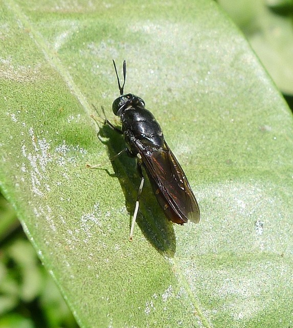 Black soldier fly larvae are emerging as a promising animal feed source. Photo courtesy of Gill Hampshire.