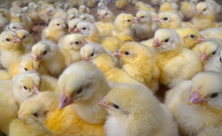 Feed deprivation, especially during the first days after hatch, said to depress chick intestinal development [pic: (c) istock.com]
