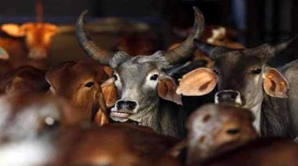 The cow is sacred to Hindus, and now bulls and bullocks get the same protection in Maharashtra