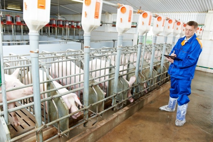 "Results indicate that supplementation with plant extracts reduce the adverse effects of PRRSV by improving the immune responses of pigs" - Pettigrew et al. Photo: iStockPhoto