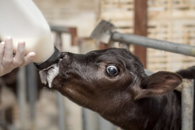 Dairy calf diets: what is the impact of nutrition on gene expression, what  type of fatty acids should be used?