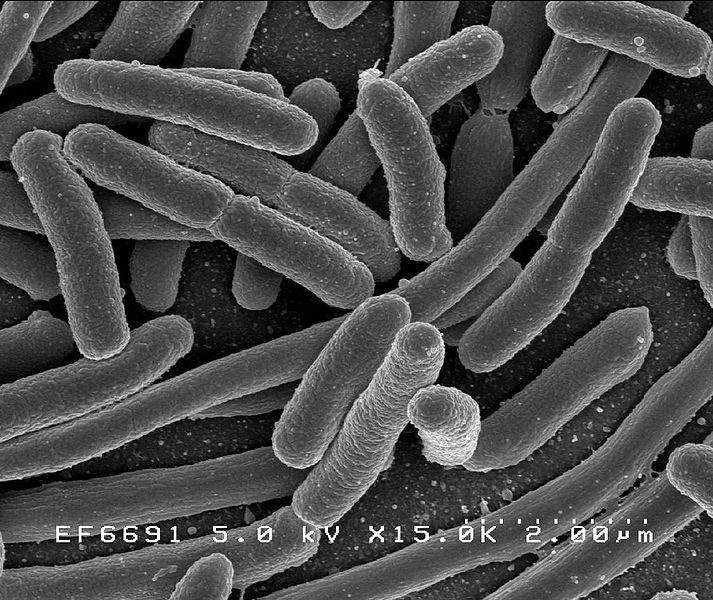 USDA look at E.coli source