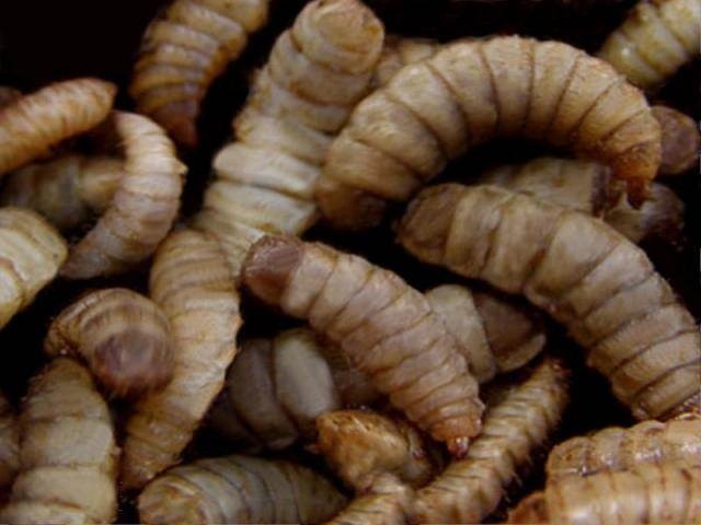 Insect meal may offer sustainable, AA-rich poultry feed