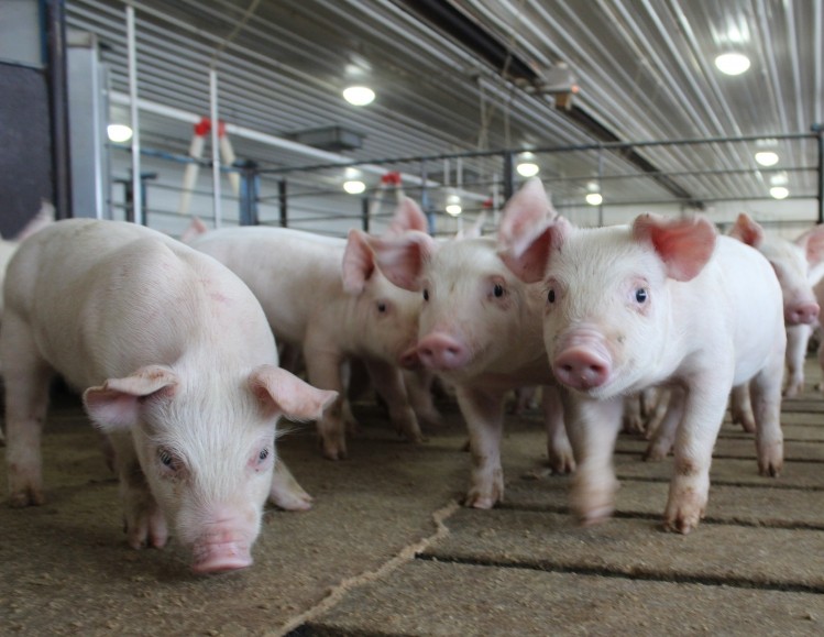 Greater production efficiency and a precision feeding model could emerge from UK pig project