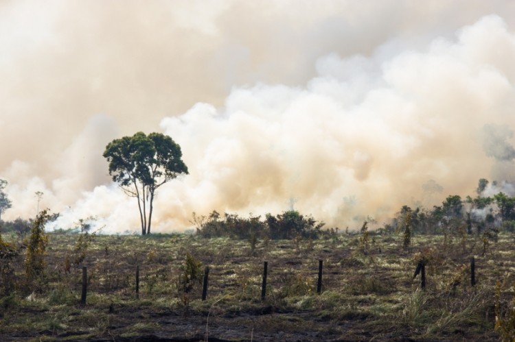 Green Century questions Cargill's 2030 deforestation timeline, reveals advocacy tactics