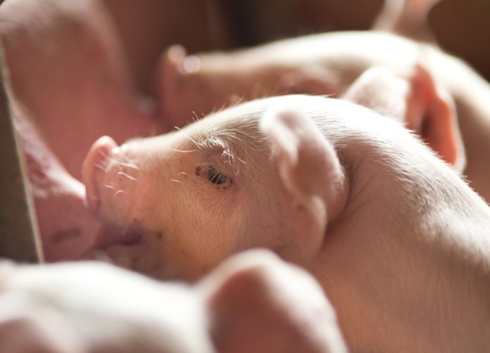 Denmark: Improved piglet survival focus of industry and academic tie-up 