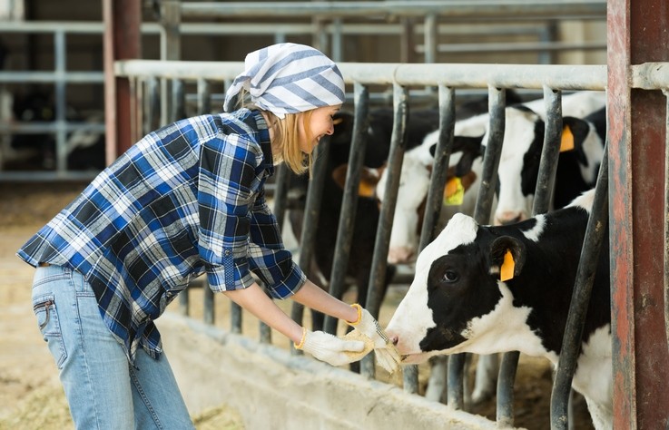 Precision nutrition approach can lower feed costs and make dairy farming  more sustainable'