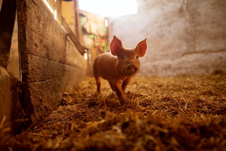 Piglets see immune boost from feed additive © GettyImages/dusanpetkovic