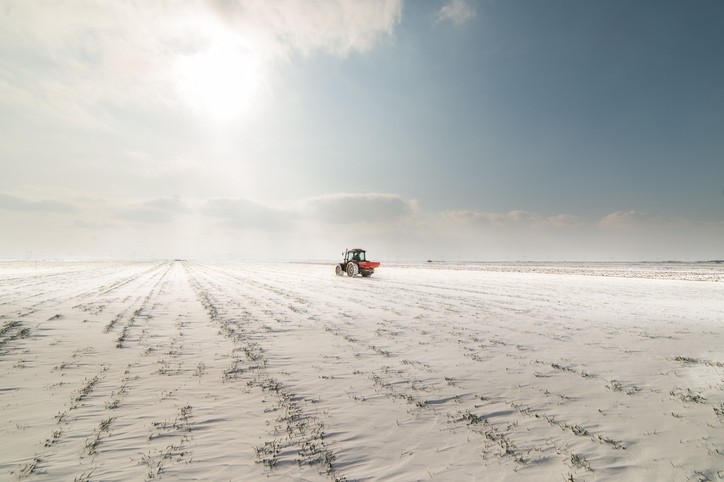 Weather interference sees decrease in US winter wheat planted acres  © GettyImages/fotokostic