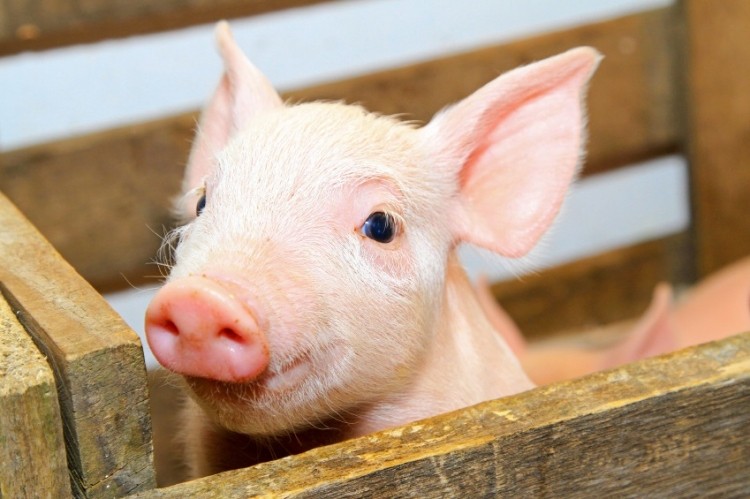 Fermented wet feed could be game changer for piglet health 