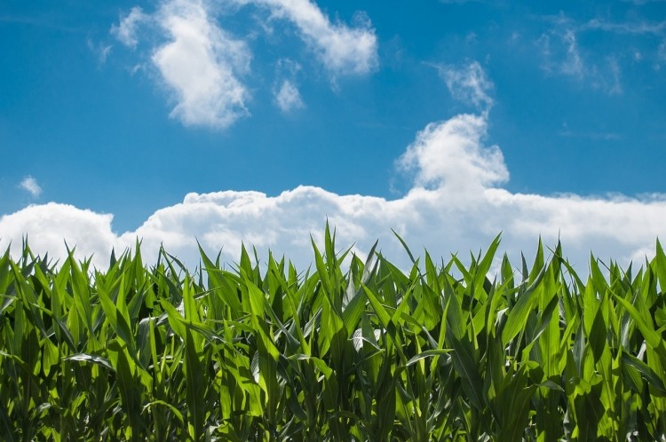 Spring conditions could bring challenges for US feed crop growers © GettyImages/Zoran Zeremski