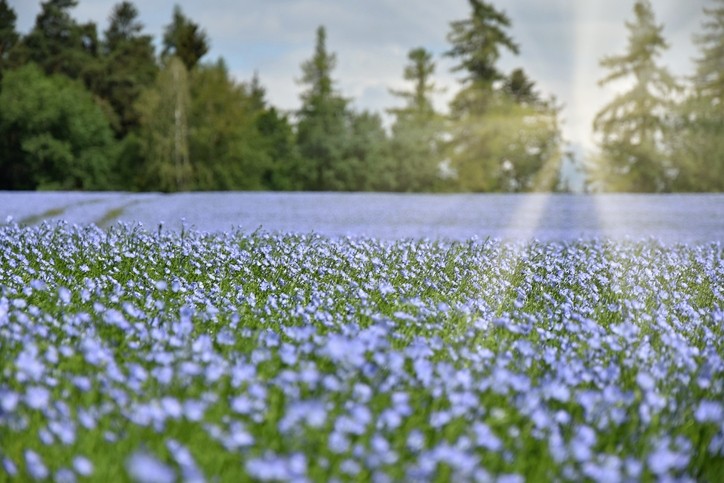 Field of flax in bloom © GettyImages/Faraonvideo