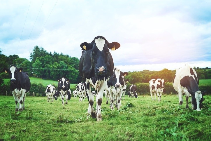 Methane busting strategies: NZ farmers to pay for their emissions?