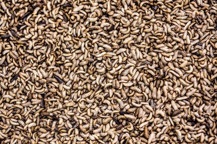 Black Soldier Fly (BSF) derived larvae play a huge role in insect protein production globally © InnovaFeed 